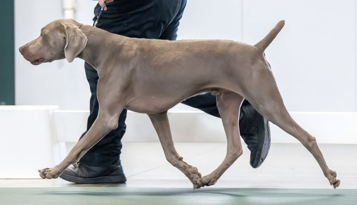 Image of Lazy Hearts PM Shiver Me Timbers