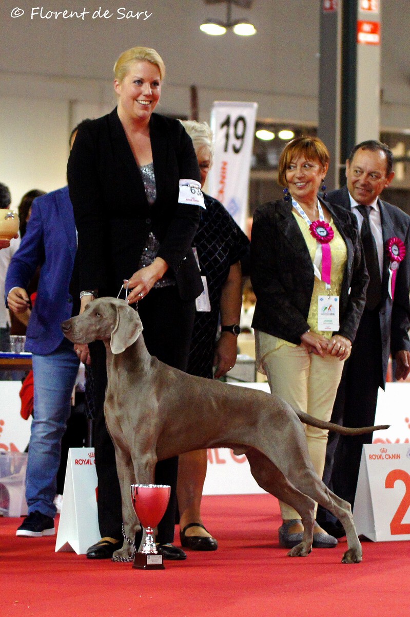 Image of J'Formidable At Grey Stardust Von Silberweiss Jager