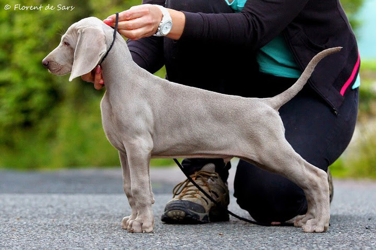 Image of J'Formidable At Grey Stardust Von Silberweiss Jager