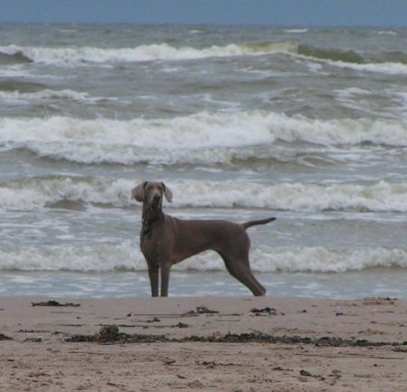 Image of Grausturm Love Is A Drug