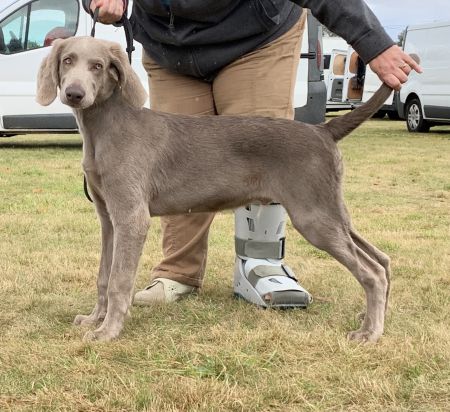 Image of Pride of Whitecross du Tango des Neiges Eternelles