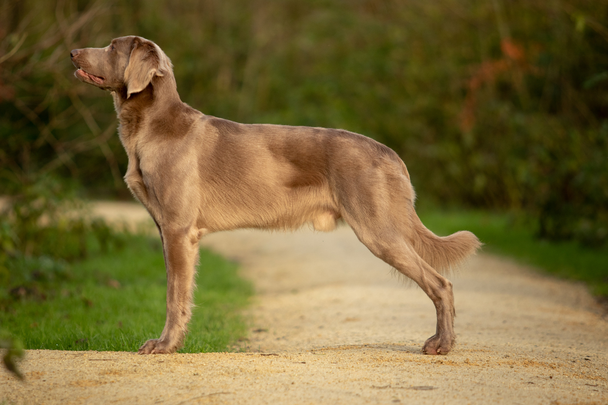 Image of Pride of Whitecross du Tango des Neiges Eternelles