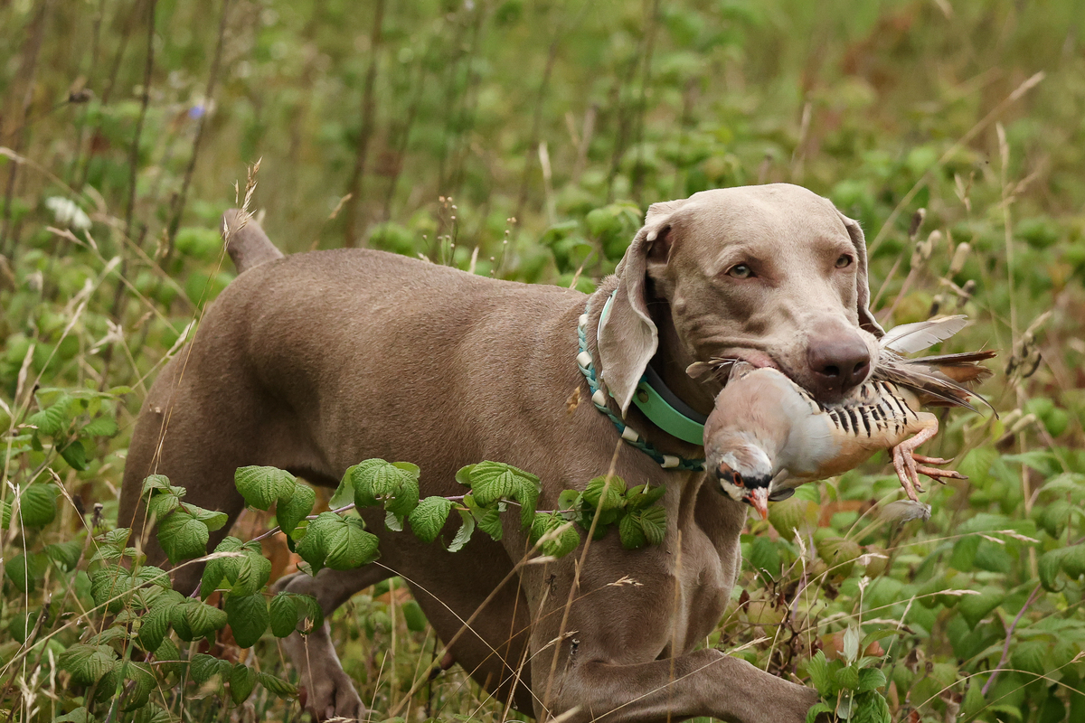 Image of Wynder's Shark Infested Waters