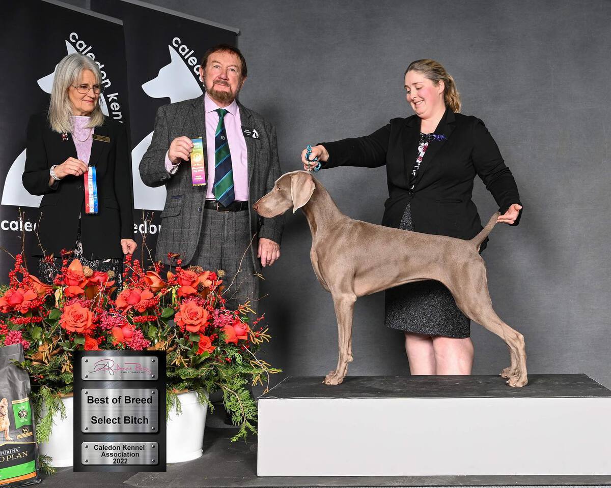 Image of Wynder's Shark Infested Waters