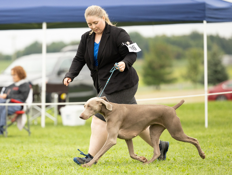 Image of Wynder's Shark Infested Waters