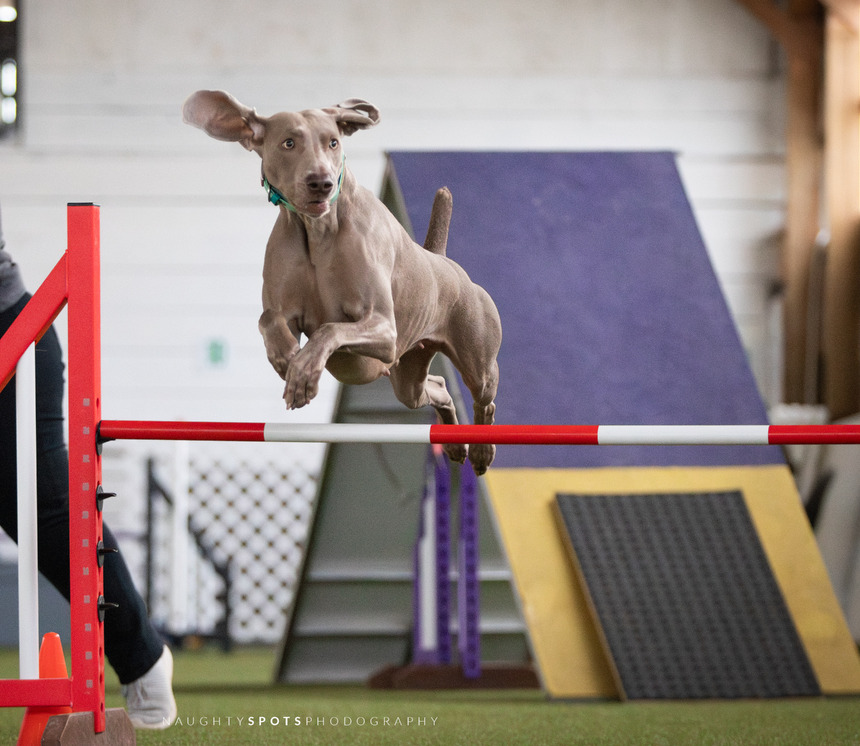 Image of Wynder's Shark Infested Waters