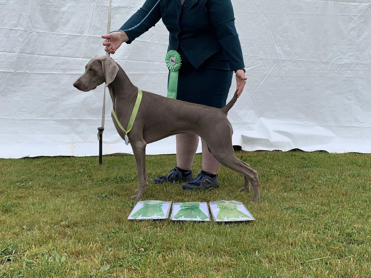 Image of Wynder's Shark Infested Waters