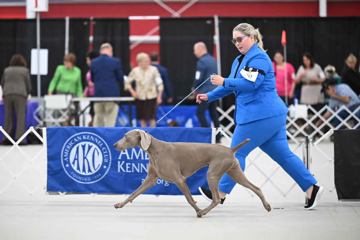 Image of Wynder's Shark Infested Waters