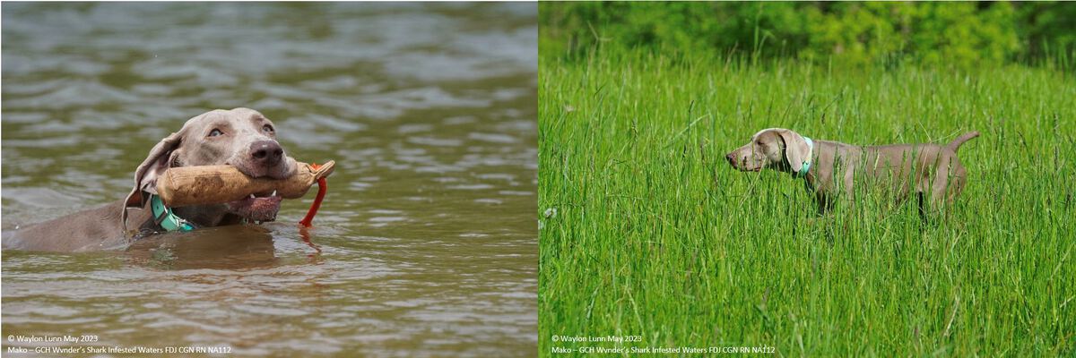 Image of Wynder's Shark Infested Waters