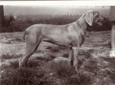 Image of Dolly z Chrbova