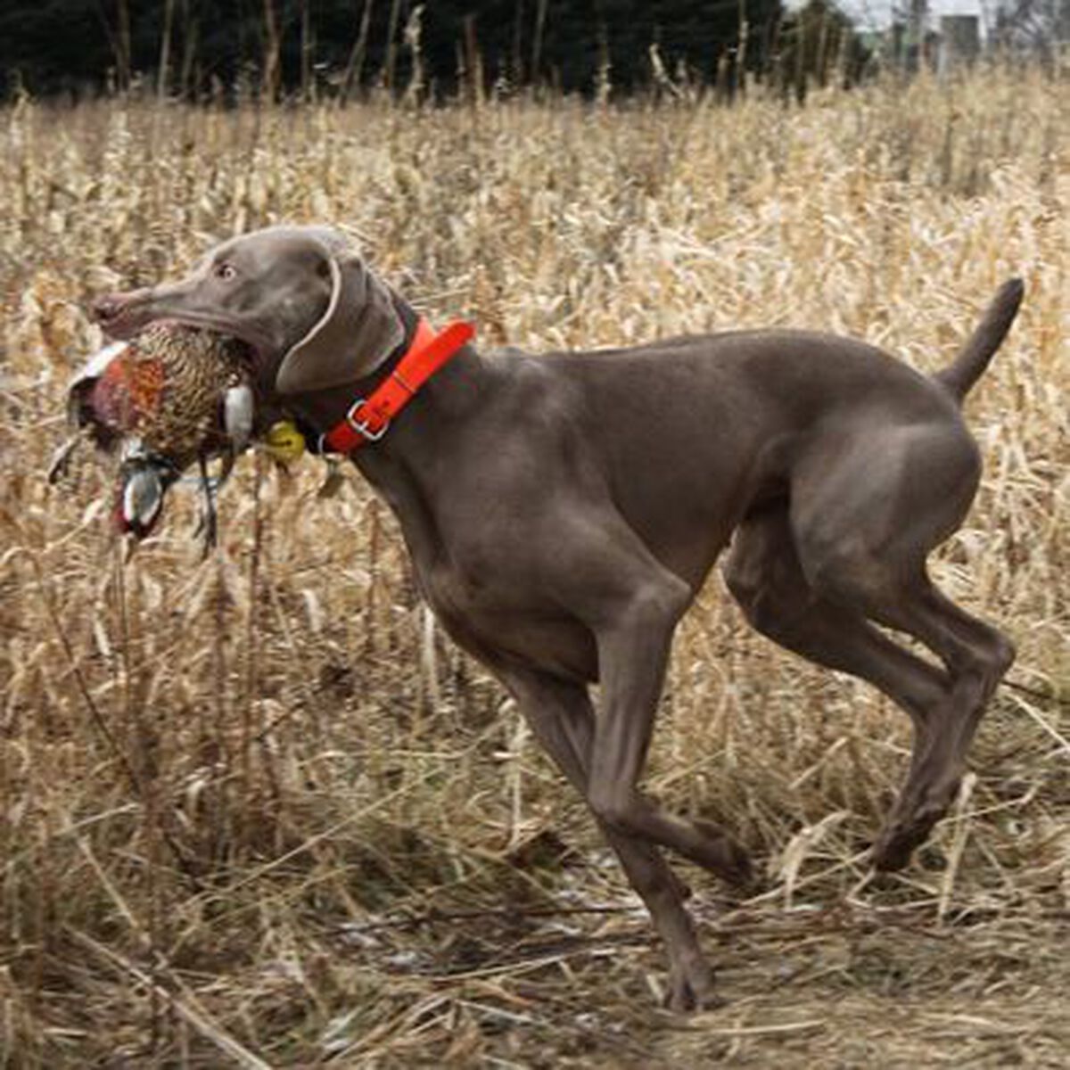 Image of Waypoints Tori's Lil Barracuda