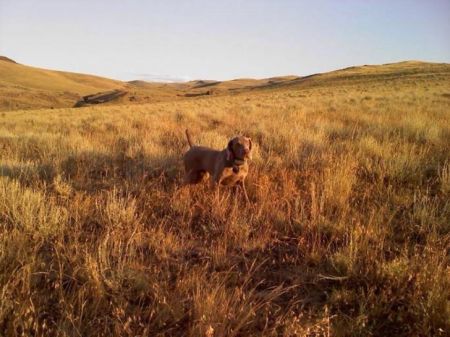Image of Brymar's Hemi Challenger