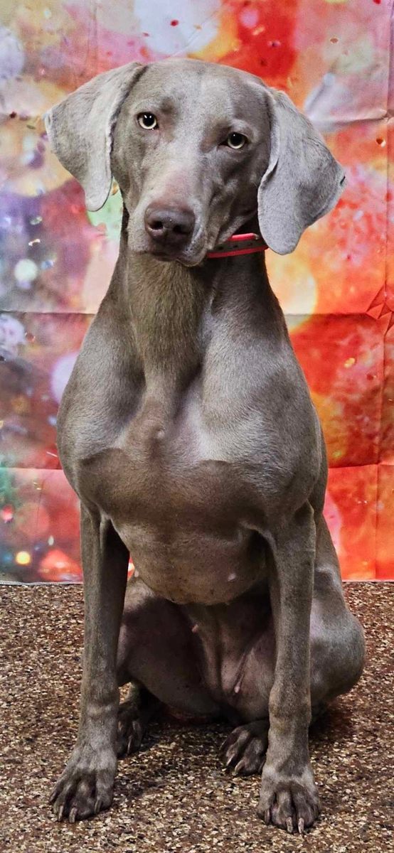 Image of Solid Rock's Backwoods Barbie v Dreamweaver
