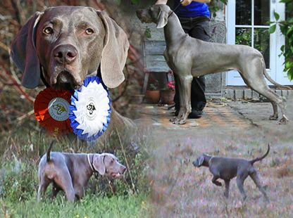 Image of Classic Dream's Patridge Game Point