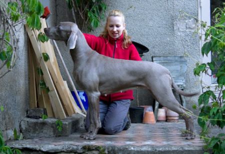 Image of Classic Dream's Patridge Game Point