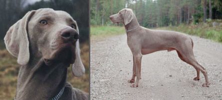 Image of Classic Dream's Joker