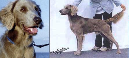 Image of Weilander Wind Master