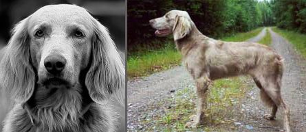 Image of Classic Dream's Izola