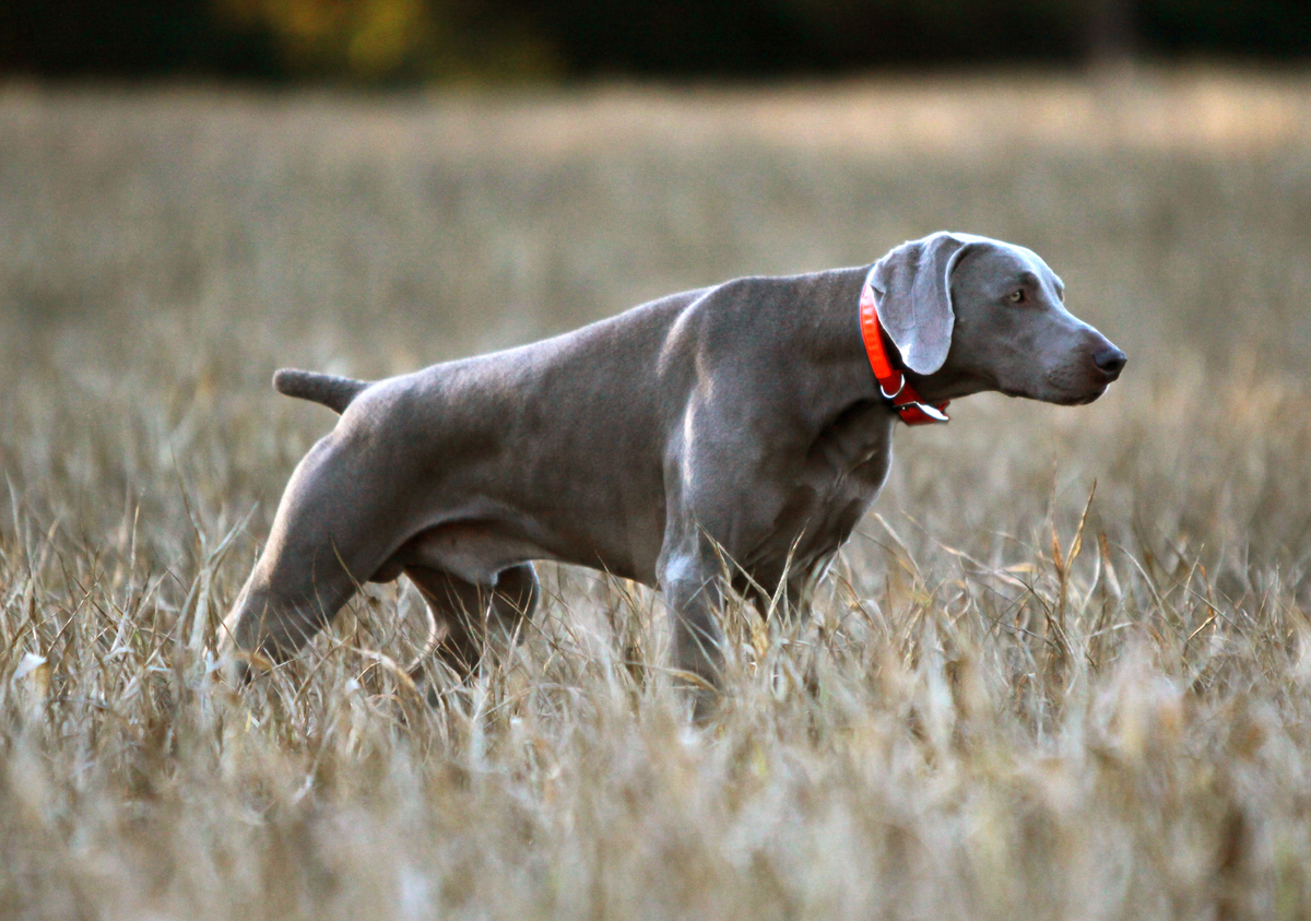 Image of Nani's Versa Cool Hand Luke