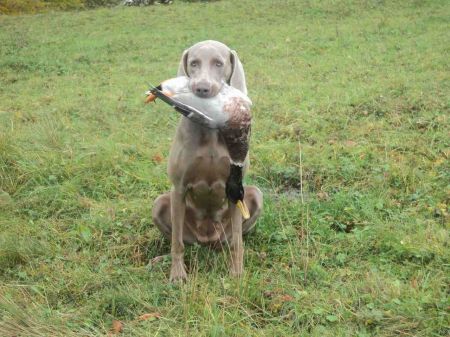 Image of Beauty vom Jagertal