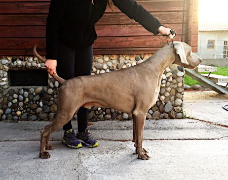 Image of Just Grey Mim's Von Silberweiss Jager