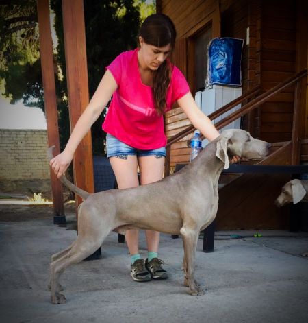 Image of Just Grey Mim's Von Silberweiss Jager