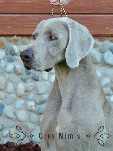 Image of Just Grey Mim's Von Silberweiss Jager