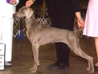 Image of Foxfire's Nutty Tequini