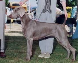 Image of Smokey City Foxfire Sophia