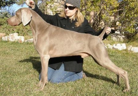 Image of Foxfire's Bohemian Rhapsody