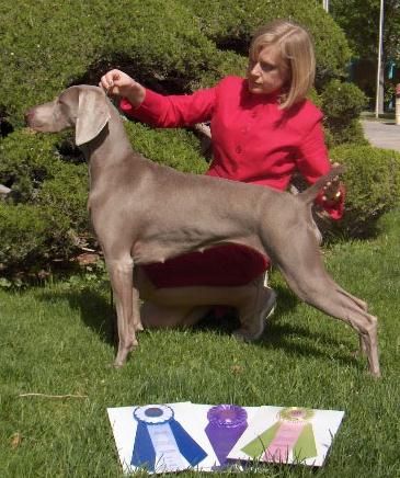 Image of Foxfire's Platinum Evanescence