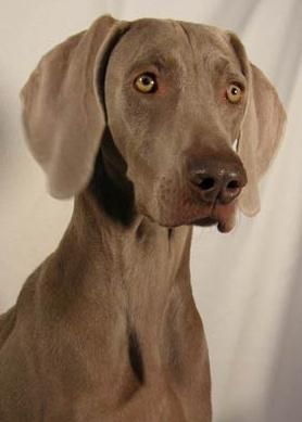 Image of Foxfire's Platinum Evanescence