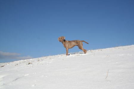 Image of Festa izpod Kuma