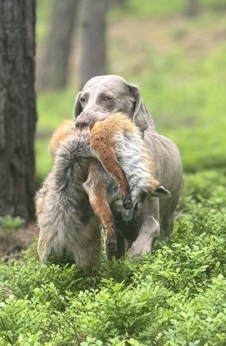 Image of Aschfahl Kepa Uki