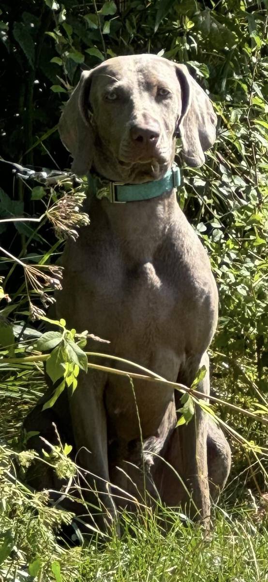 Image of Aschfahl Kepa Uki