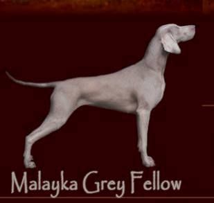 Image of Malayka Grey Fellow