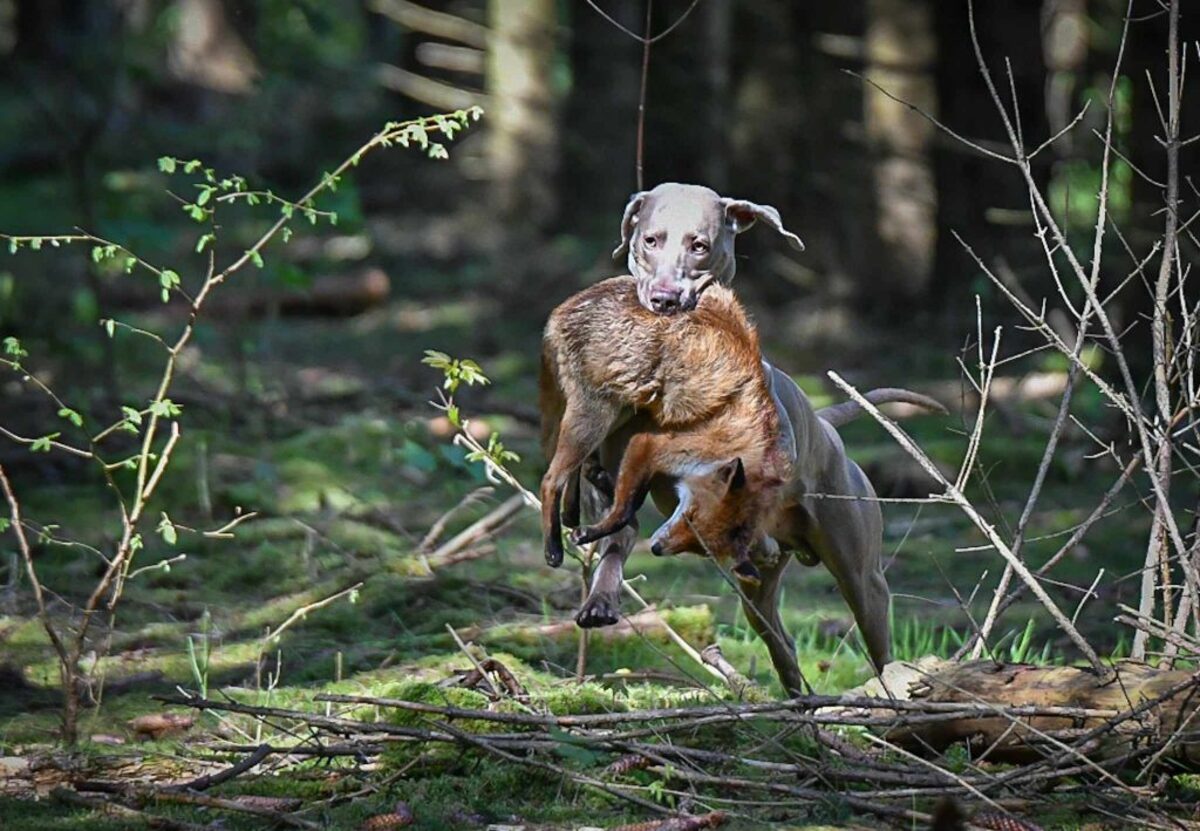 Image of Fieldghost Ben-Sako
