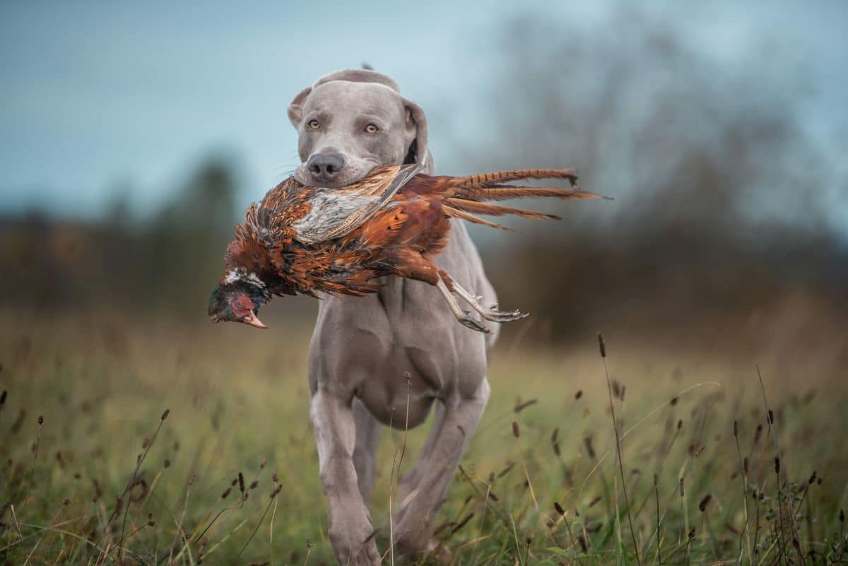 Image of Grey Velvet Weim Desiderius