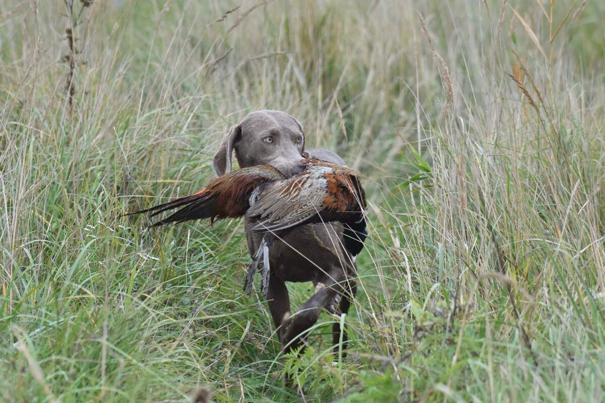 Image of Bella aus Dantes Hölle