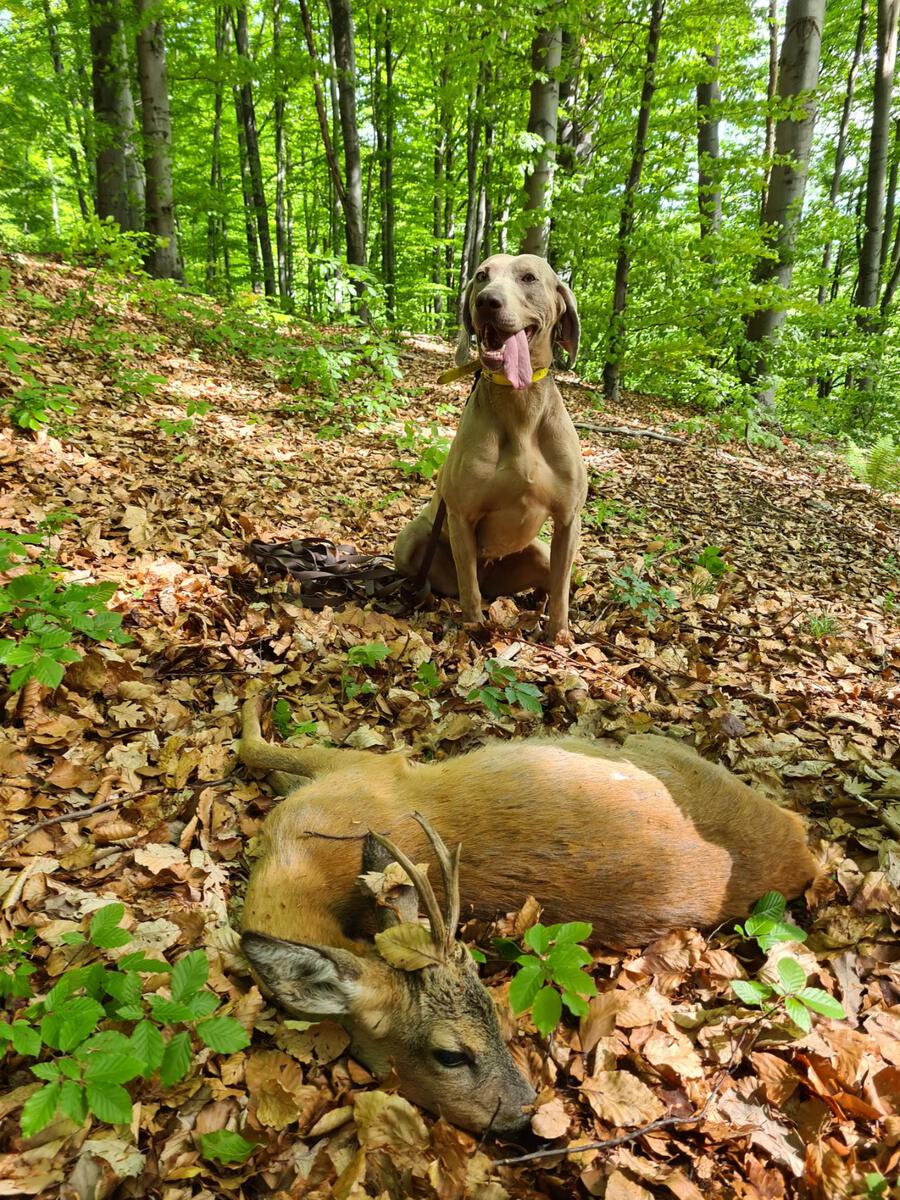 Image of Angel (aus Dantes Hölle)
