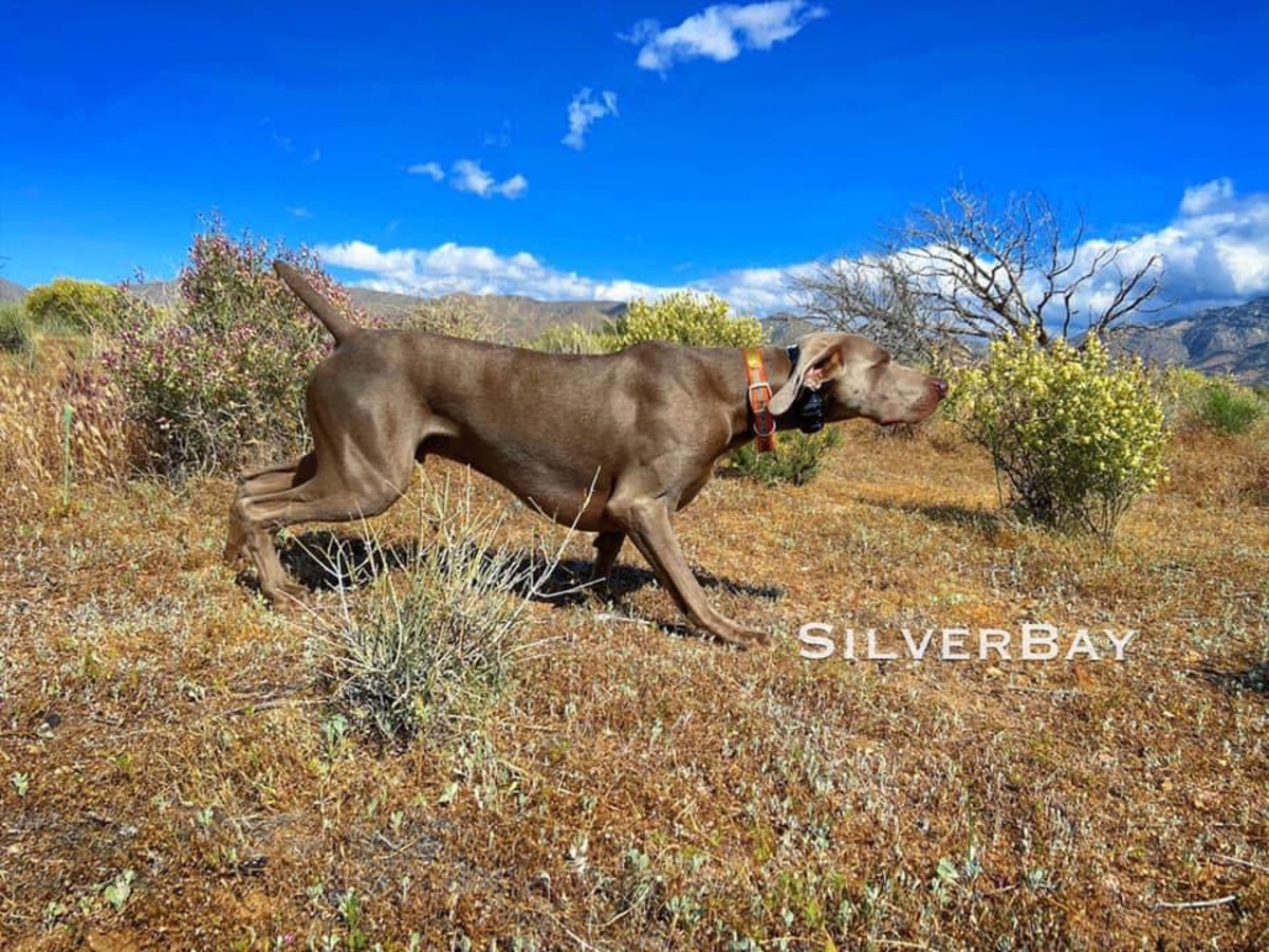 Image of Silverbay's Born This Way!