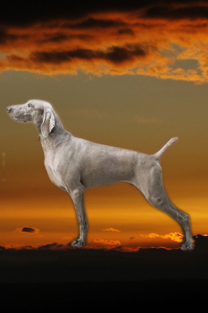 Image of Royal Weim After The Storm