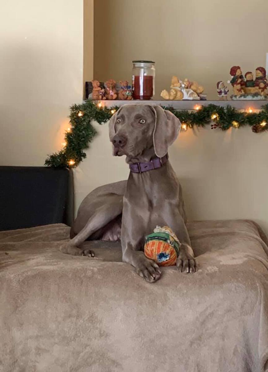 Image of Ghostwind's Anna AM Ziel