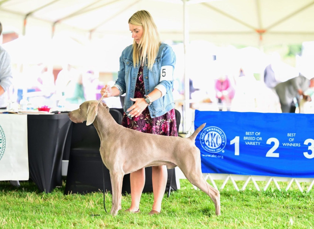 Image of Lake View & Tripawd’s The Cat Heard It Too