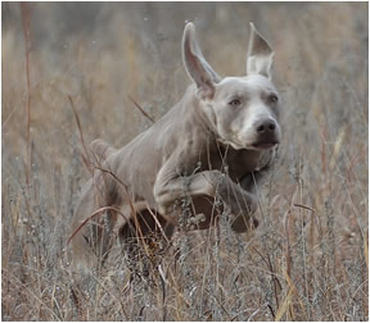 Image of Westweim's CJ Trax V Reiteralm