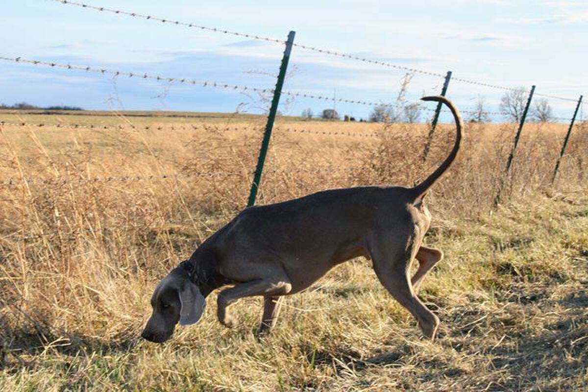 Image of Fantom Indigo Nord