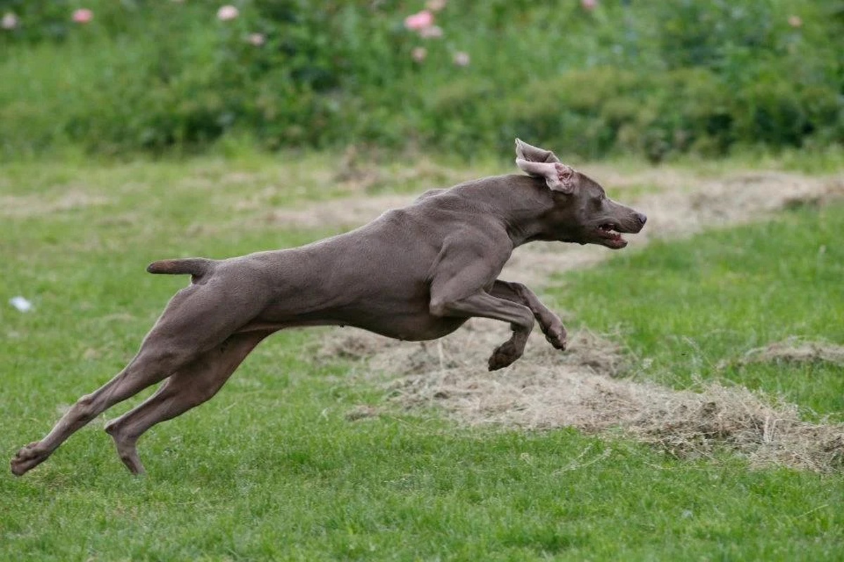 Image of Carrolla Fala Love'A