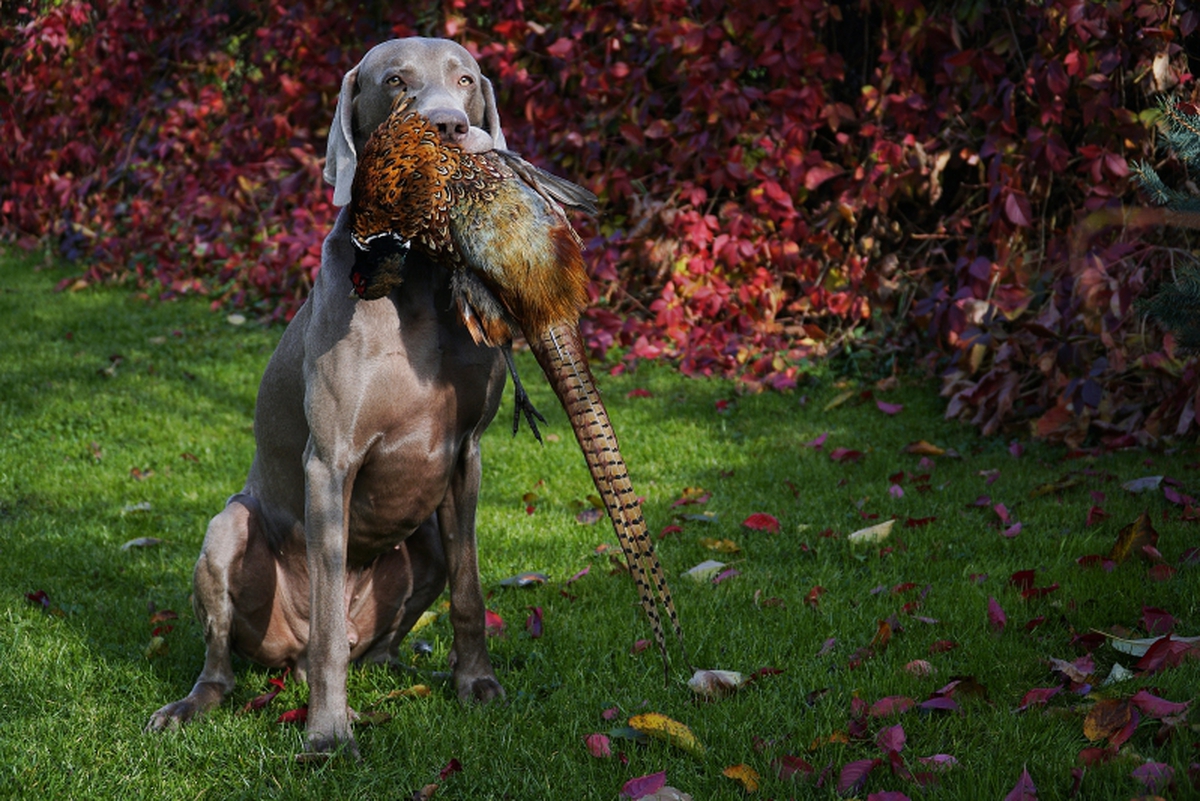 Image of Enjoy The Wind Just Weimaraner