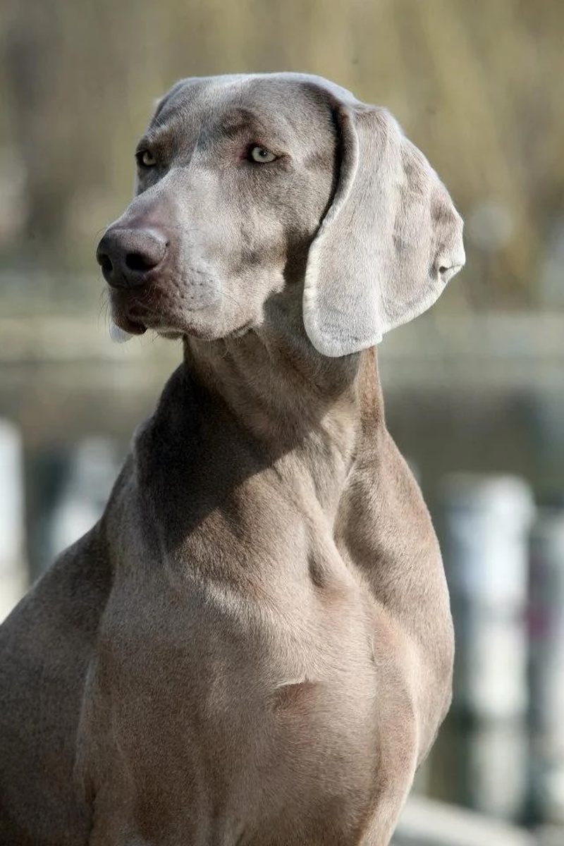 Image of Carrolla Fala Love'A