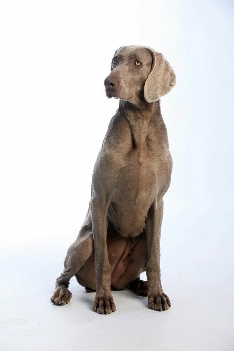 Image of Carrolla Fala Love'A